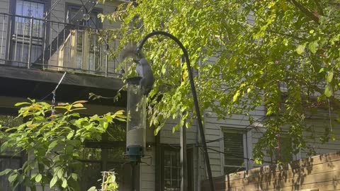 Squirrel Proof Bird Feeder Sends Squirrels Flying