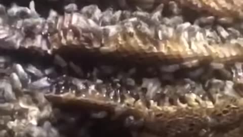 Beekeeper Erika Thompson relocating a bee hive