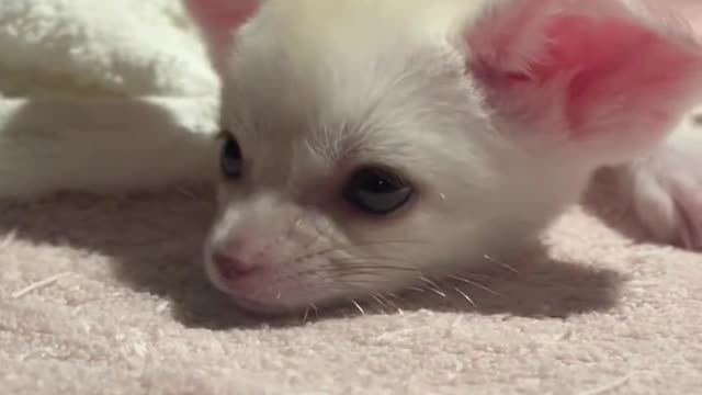 So cute as to explode