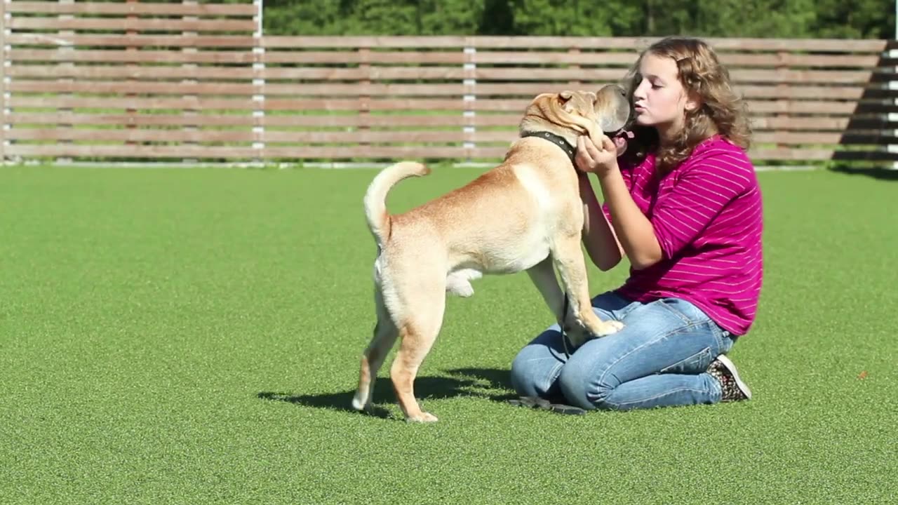 🐕 Basic Dog Training – TOP 7 Basic Commands Every Dog Must Know!