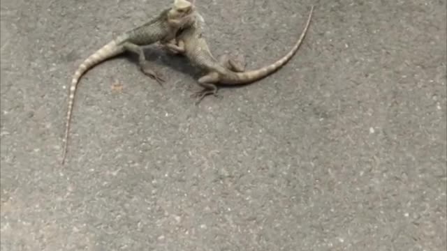 Two Lizards Fight in the Street and Refuse to Let Go of One Another