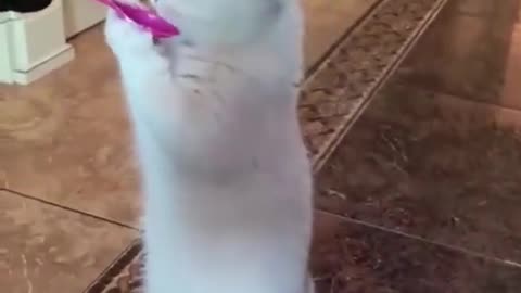 Funny Animal