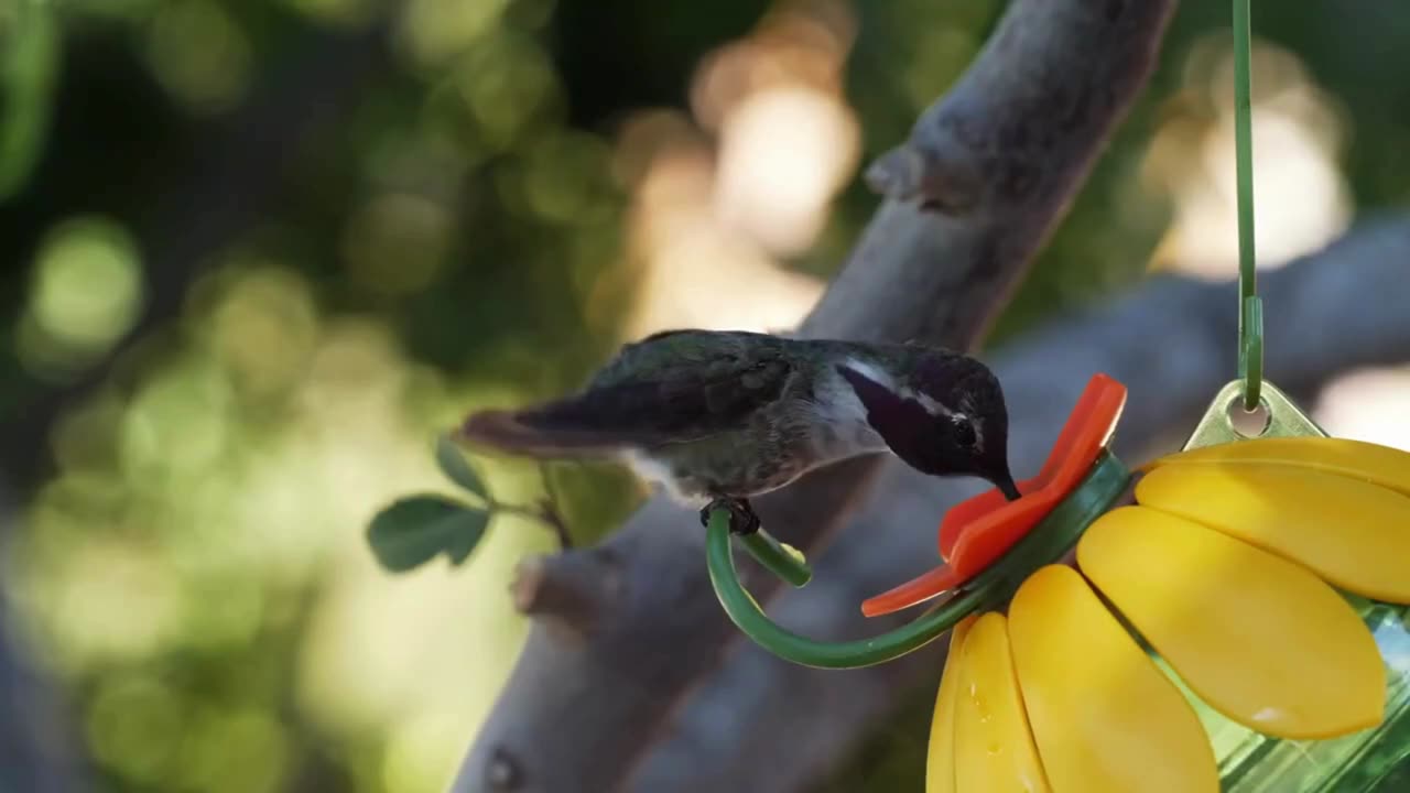 SMALLEST BIRD IN THE WORLD