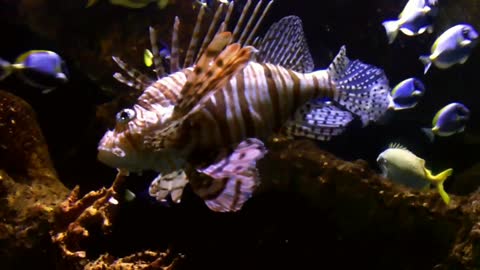 Lionfish Video