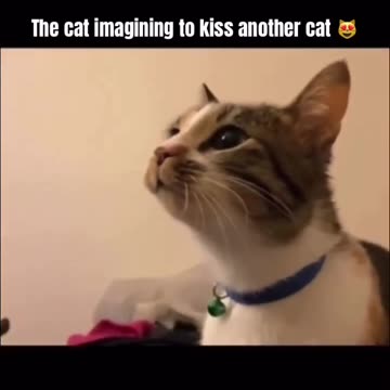 Funny Cat Meme
