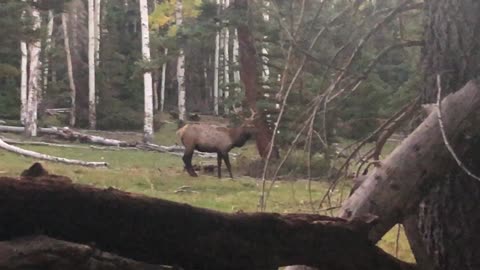 Awesome Elk encounter at 30 yards