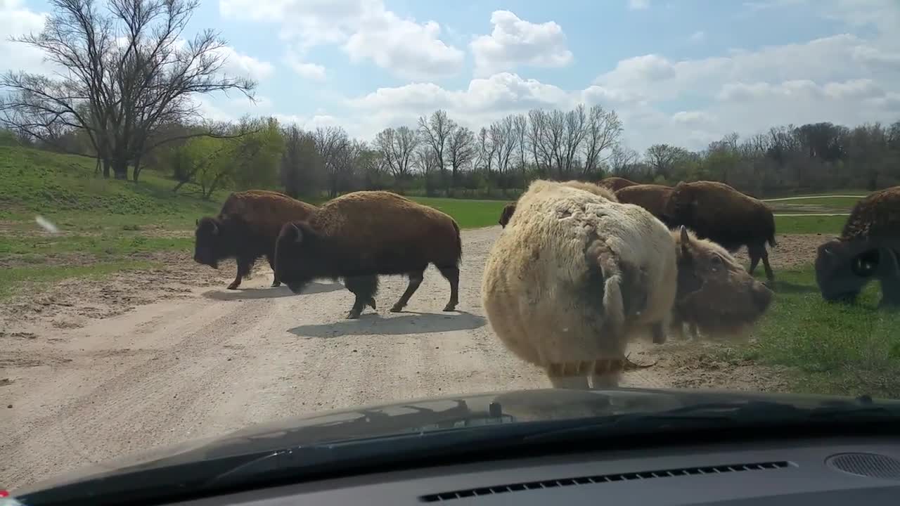 White Buffalo attacks mini van