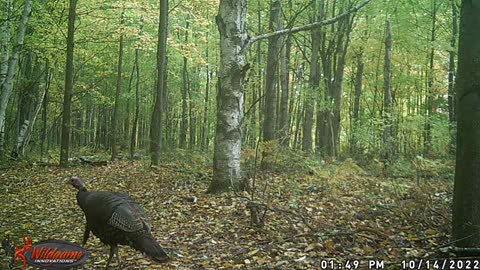 Turkeys strolling along