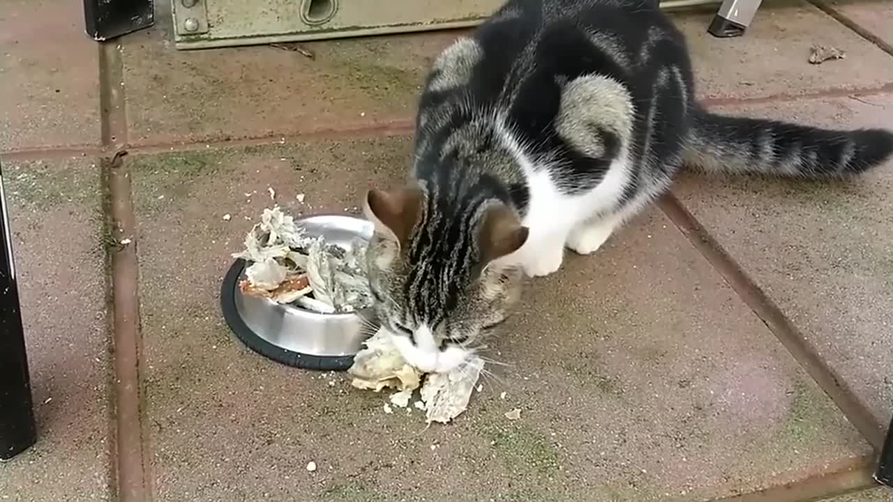 Hungry Kitten Eating Lamb