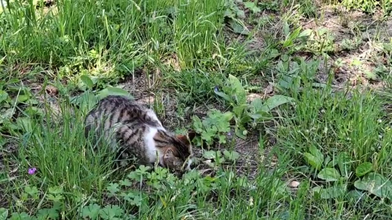 I fed the cute cat. This colorful cat is very cute.