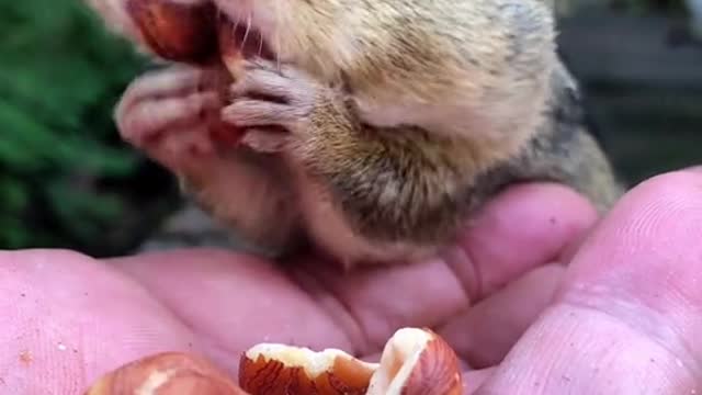 SpongeBob fill the cheekies