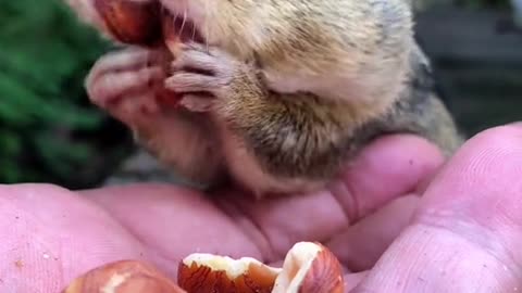 SpongeBob fill the cheekies