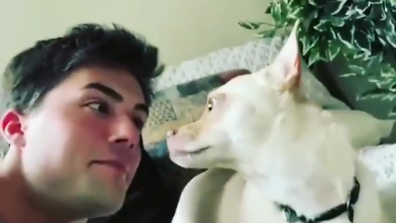 Reaction of my dog