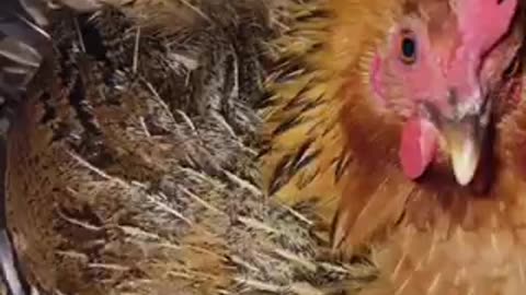 Amazing chicken