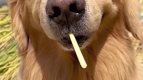 Funny Animal Video #3