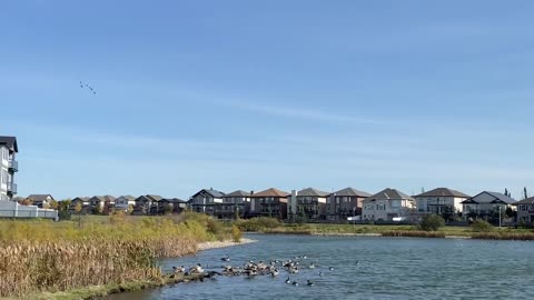 #shorts #Geese ‘trailblazer’ in the sky, #goose #flock #birds #canadagoose #canadageese