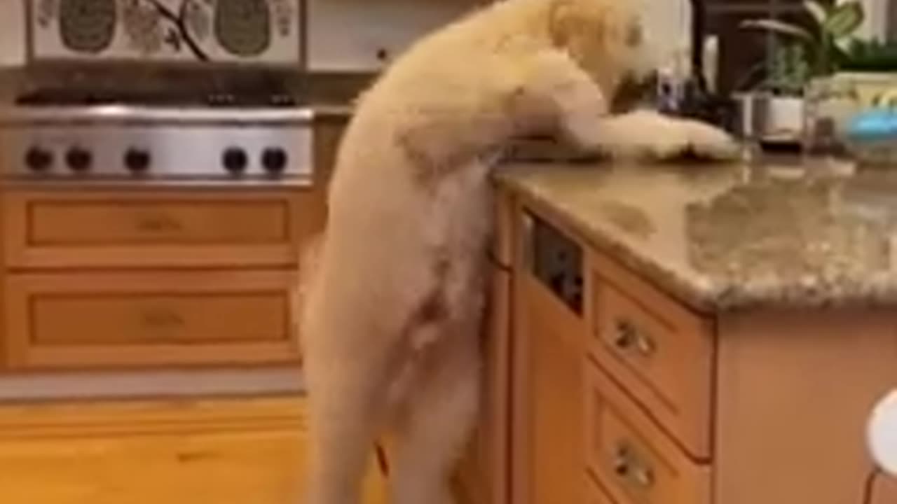 Funny animals🤩🤩😂😂😂🤣