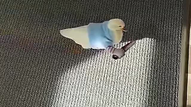 You want to play with me