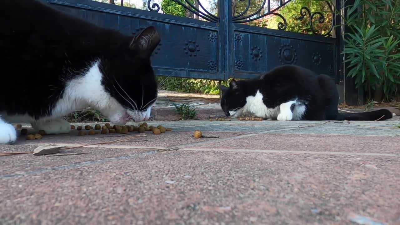 Tuxedo cat finally said hello to me with her cute meow