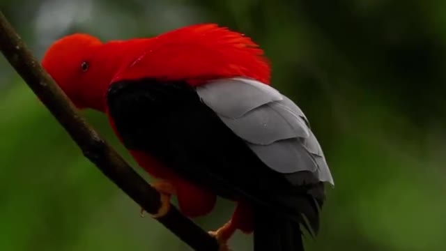 look how beautiful this bird is