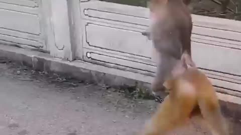 No one can stop this monkey #shorts #viral #shortsvideo #video