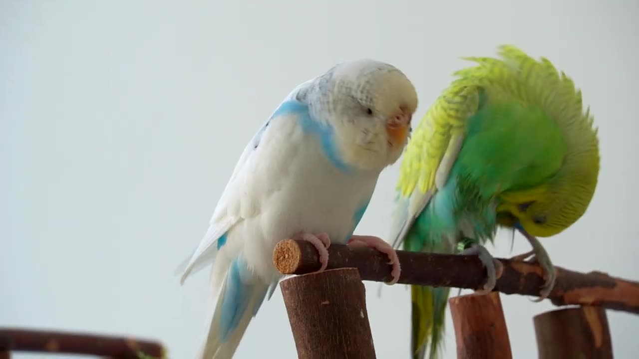 5 Ways To Tell If Birds Love Each Other