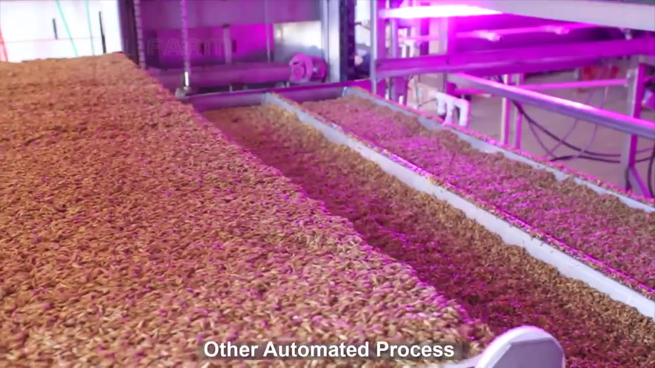 Awesome Hydroponic Fodder Farming - Modern Agriculture Technology - Green Fodder Harvesting