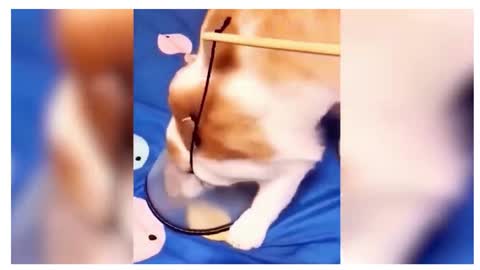 cat gets trick into putting his lamp guard on!!!#cute pets# funny#pets