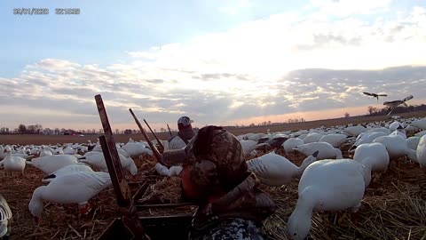 Illinois Snowgoose Hunt 2022