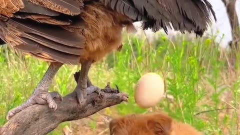 Hen hide thier egg from puppy