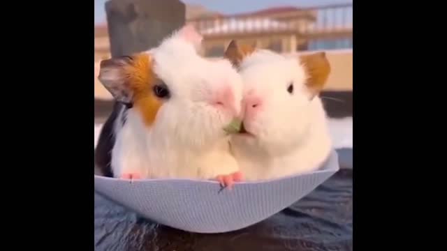 Lovely animals