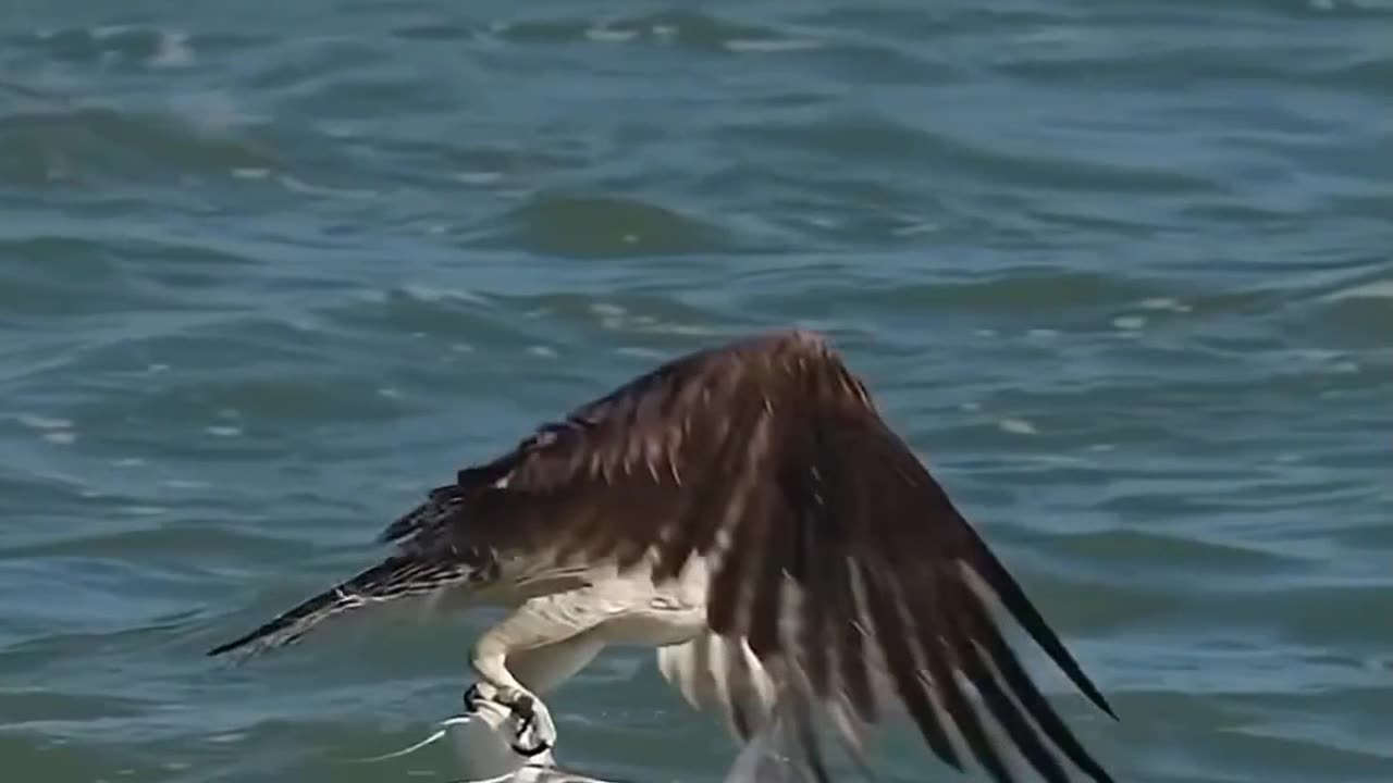 Osprey hunting Fish