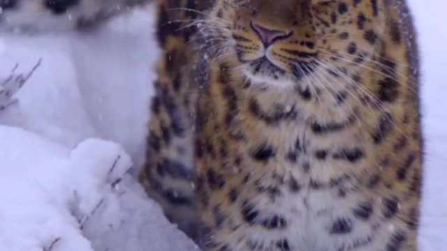 The Amur leopard, absolutely stunning animals ❄️