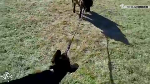 Dog walking each other