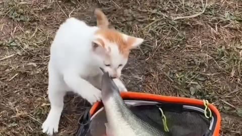 I got a big fish!