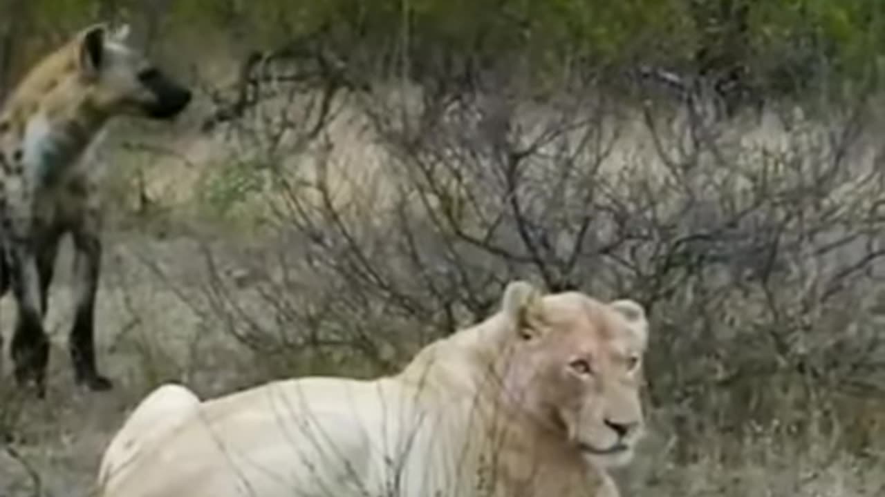 Rare White lion 🦁 in the wild