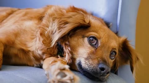 Dog Pet Animal Small Furry Cute Brown