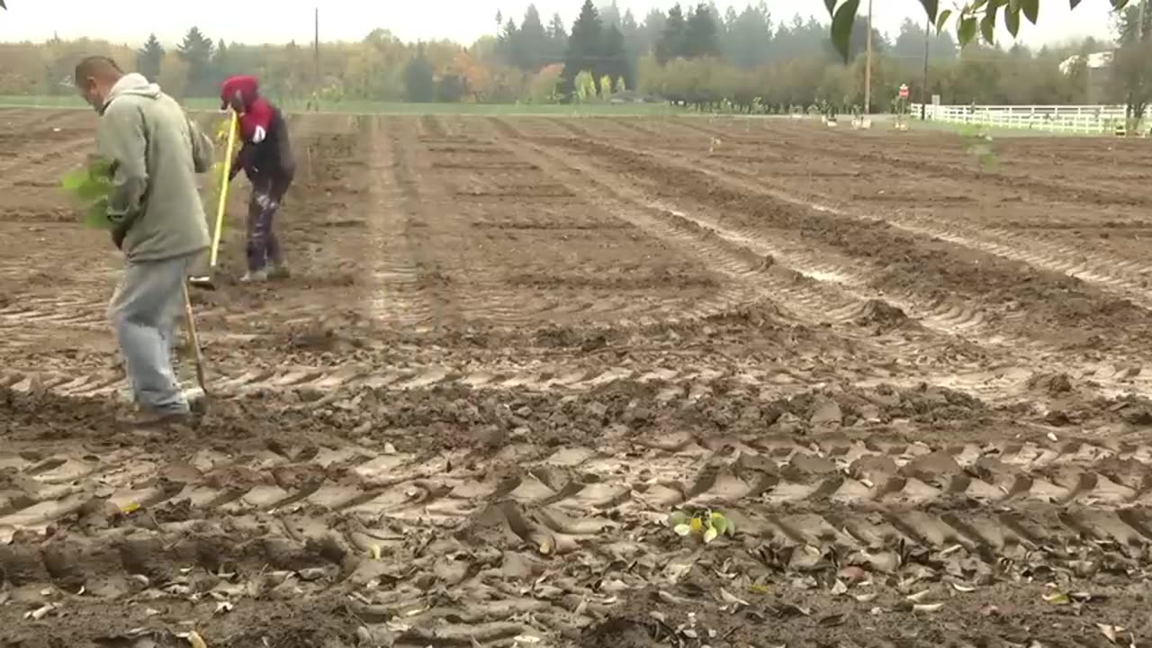 Hazelnut harvesting machine - Hazelnut production process in factory - How nutella is made