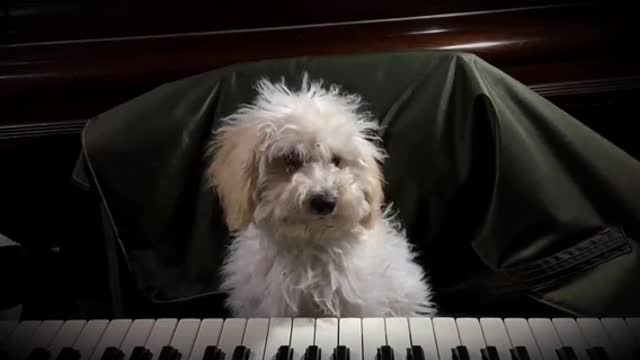 A dog trying to play the piano.