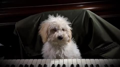 A dog trying to play the piano.