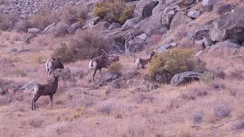 Ewes and young bighorns