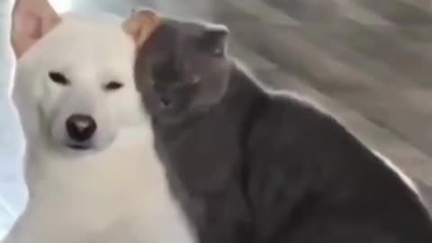 Cute animals and funny videos
