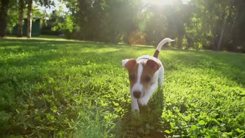 Cute Animals | Nat Geo | Disney+