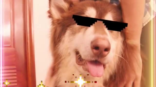 This dog is very smart and great iq. . . .