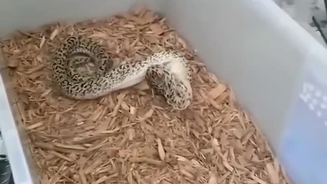 It scares me every time I feed it