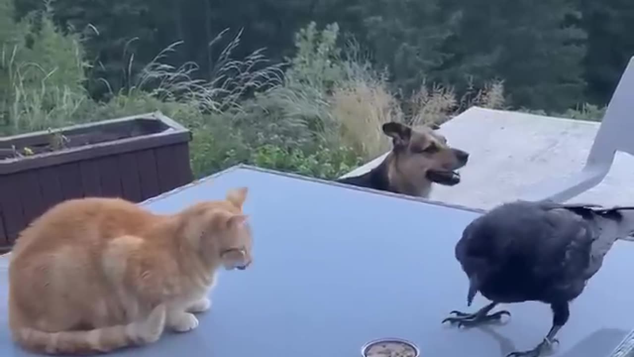 Raven feeds the dog