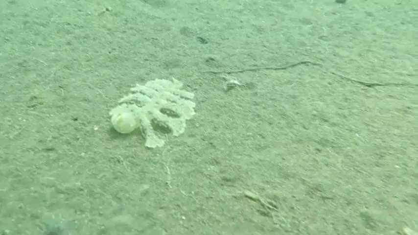 strange sea creature