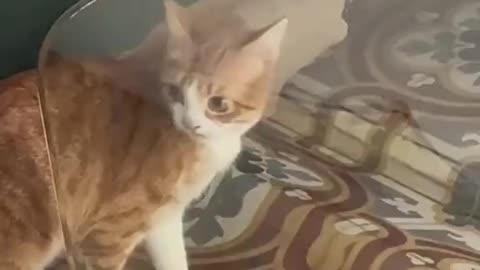 funny cat