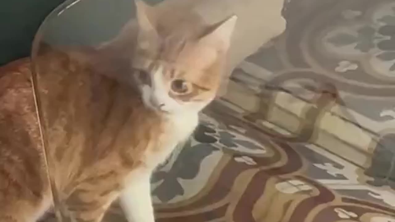 funny cat