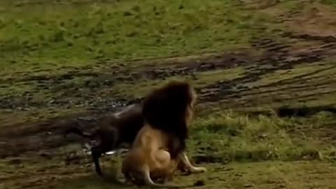 Hungry lion caught deer while running